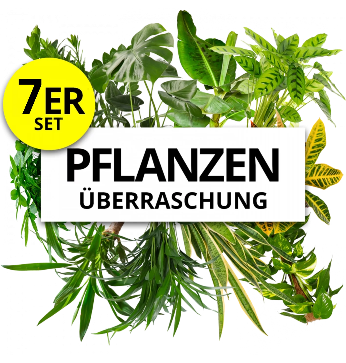 7er-Set | Pflanzenüberraschung | +/- 40-70cm | ø 12-15cm Topf