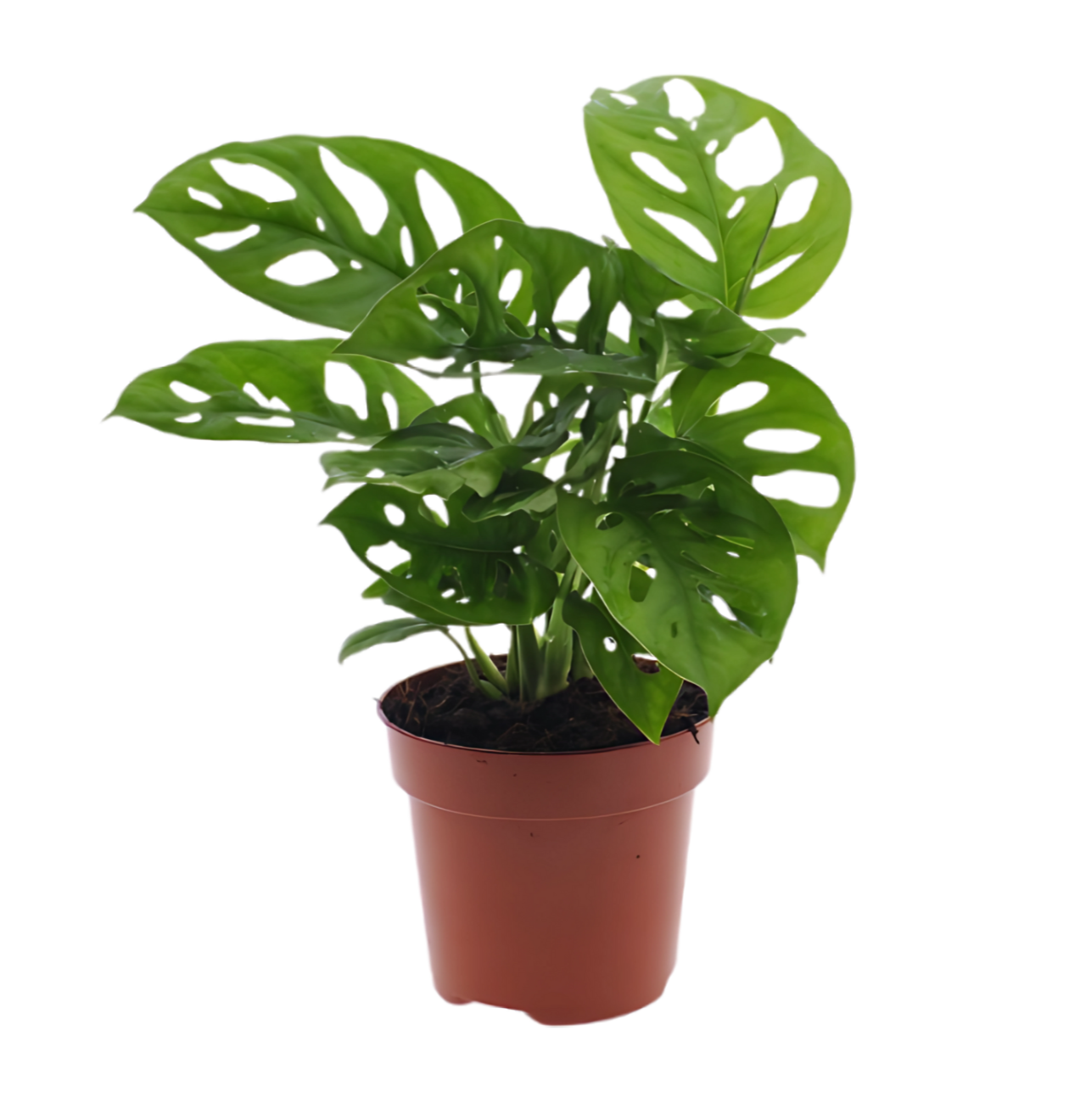 6er-Set “Exotica” | Bananenpflanze | Korbmarante | Affenblatt | Efeutute | Bogenhanf | Monstera | +/- 25-50cm | ø 12-15cm Topf 
