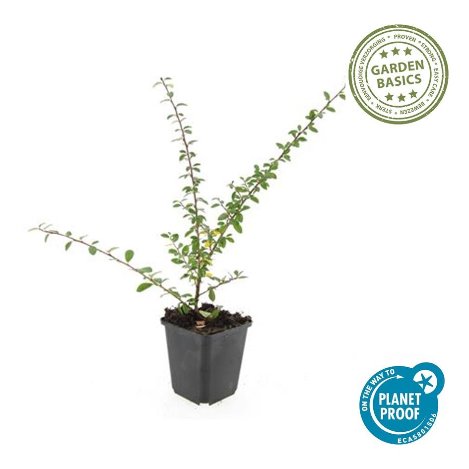 6x Cotoneaster suec. 'Coral Beauty' - ↕10-25cm - Ø9cm