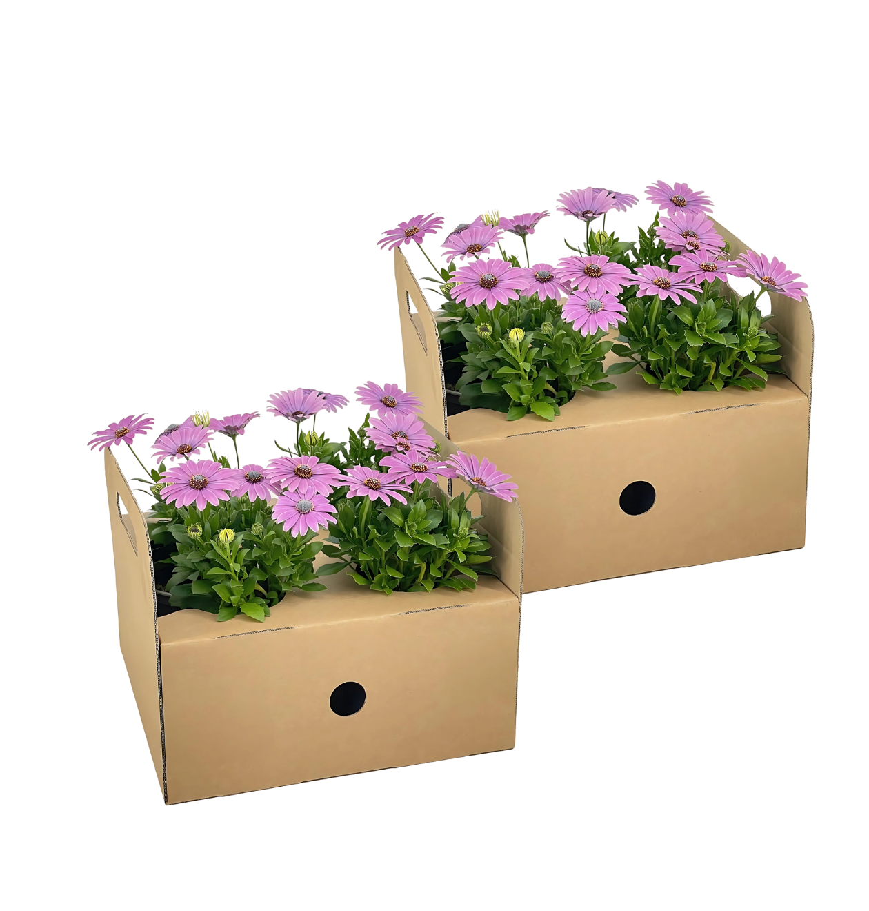 Osteospermum ecklonis “Pink” (8 Stück) | Kapmargerite | +/- 20cm | ø 12cm
