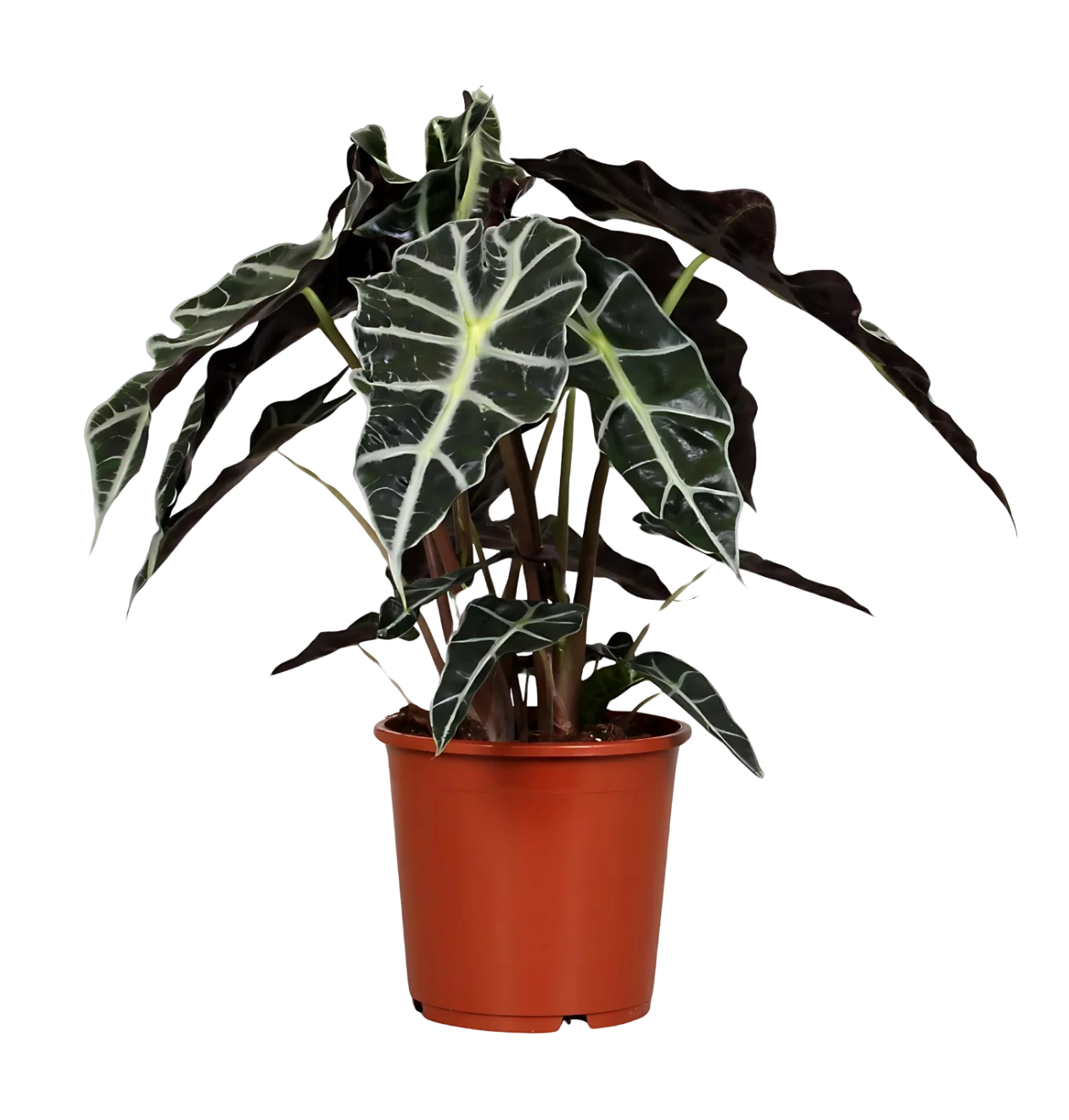 Alocasia “Polly” | Elefantenohr | +/- 45cm | ø 17cm Topf