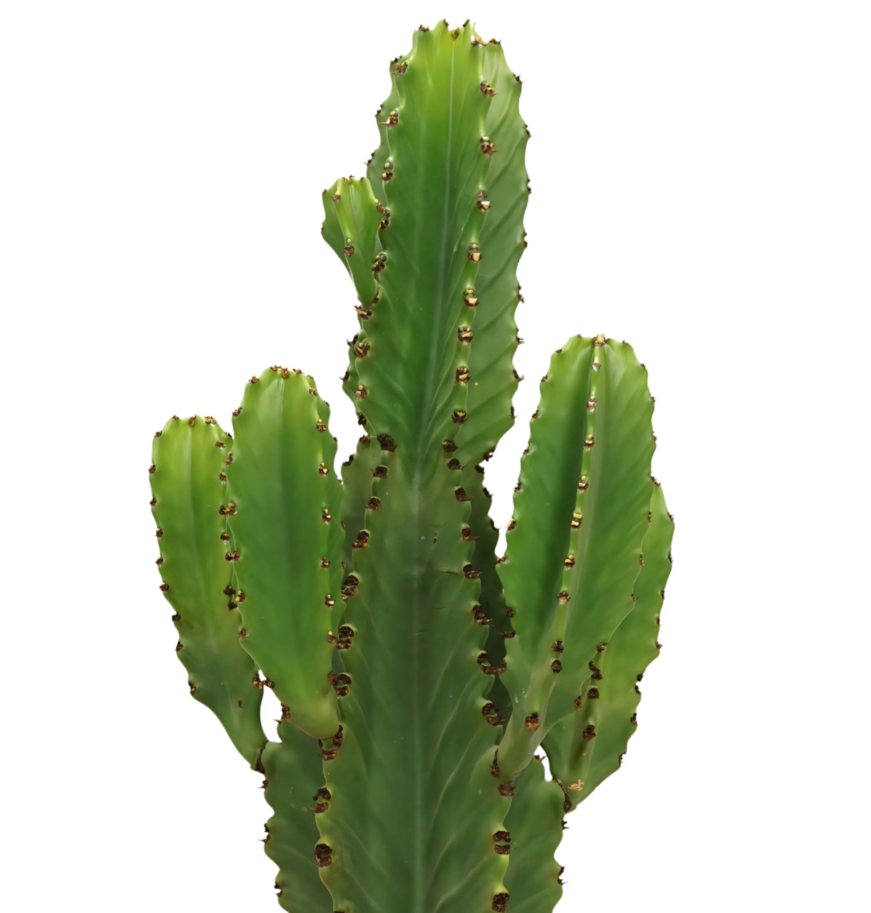 Euphorbia Ingens | Kaktus-Wolfsmilch | +/- 60cm | ø 21cm Topf