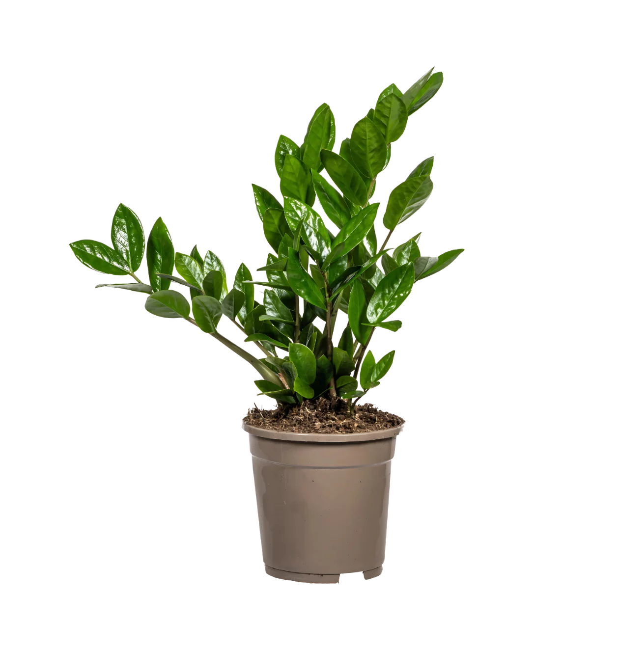 Zamioculcas Zamiifolia | Glücksfeder | +/- 40-50cm | ø 17cm Topf
