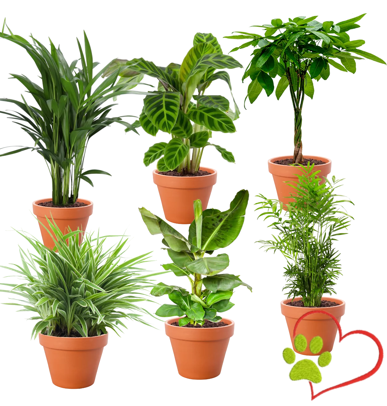 6er-Set “Tierfreund” | Bergpalme | Bananenpflanze | Goldfruchtpalme | Grünlilie | Korbmarante | Glückskastanie | +/- 30-60cm | ø 12-15cm Topf