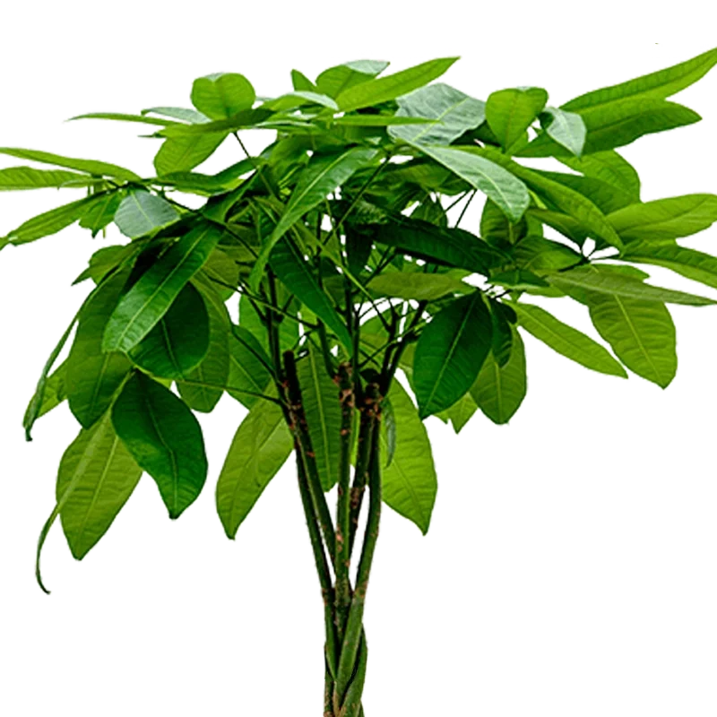 4er-Set "Tierfreund" | Bergpalme | Glückskastanie | Bananenpflanze | Korbmarante | +/- 30-60cm | ø 12-15cm Topf
