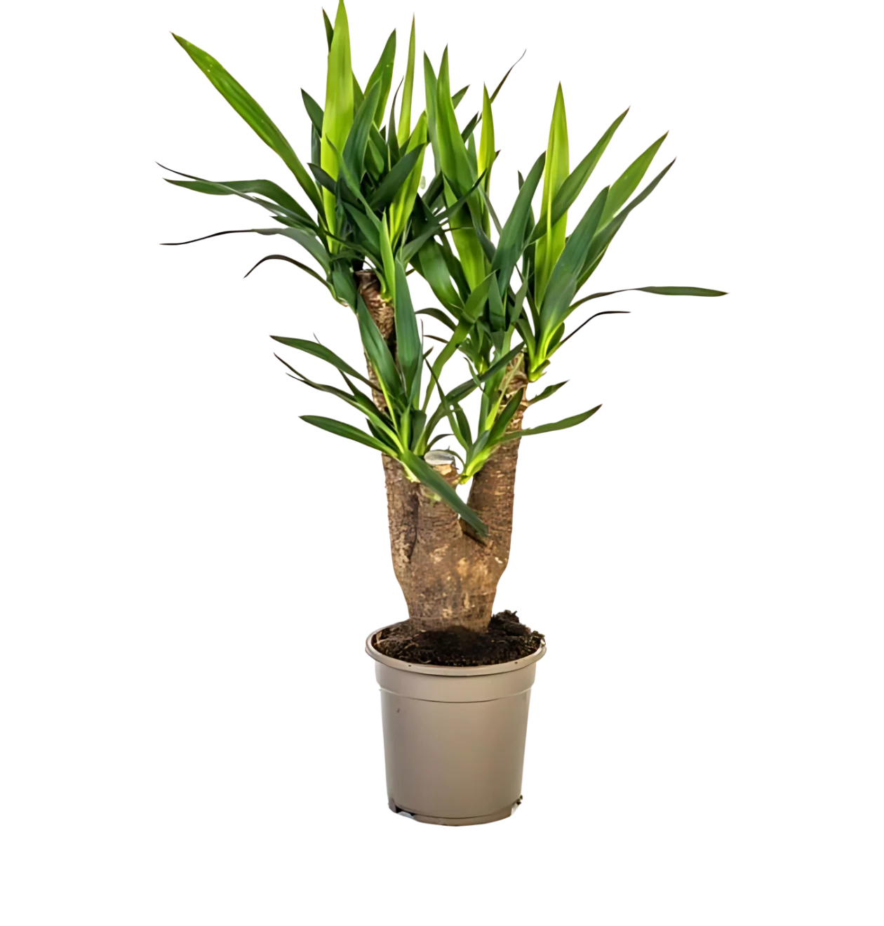 Yucca Elephantipes | Palmlilie | +/- 65cm | ø 21cm Topf