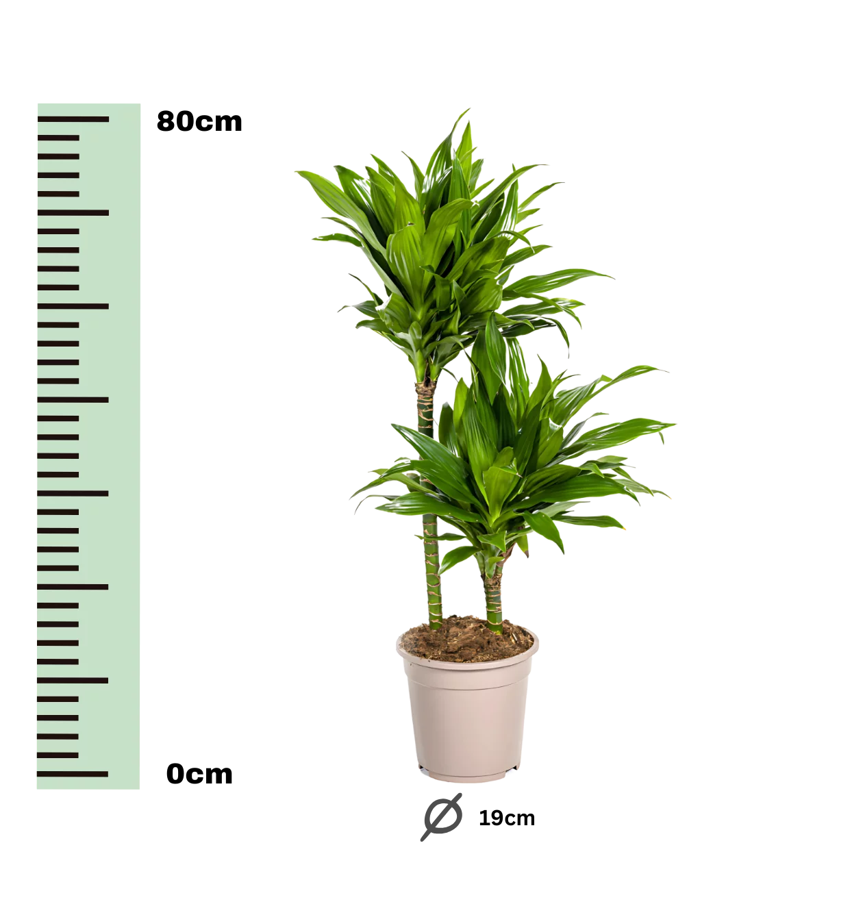 Dracaena Deremensis “Green Jewel” | Drachenbaum | +/- 80cm | ø 19cm Topf