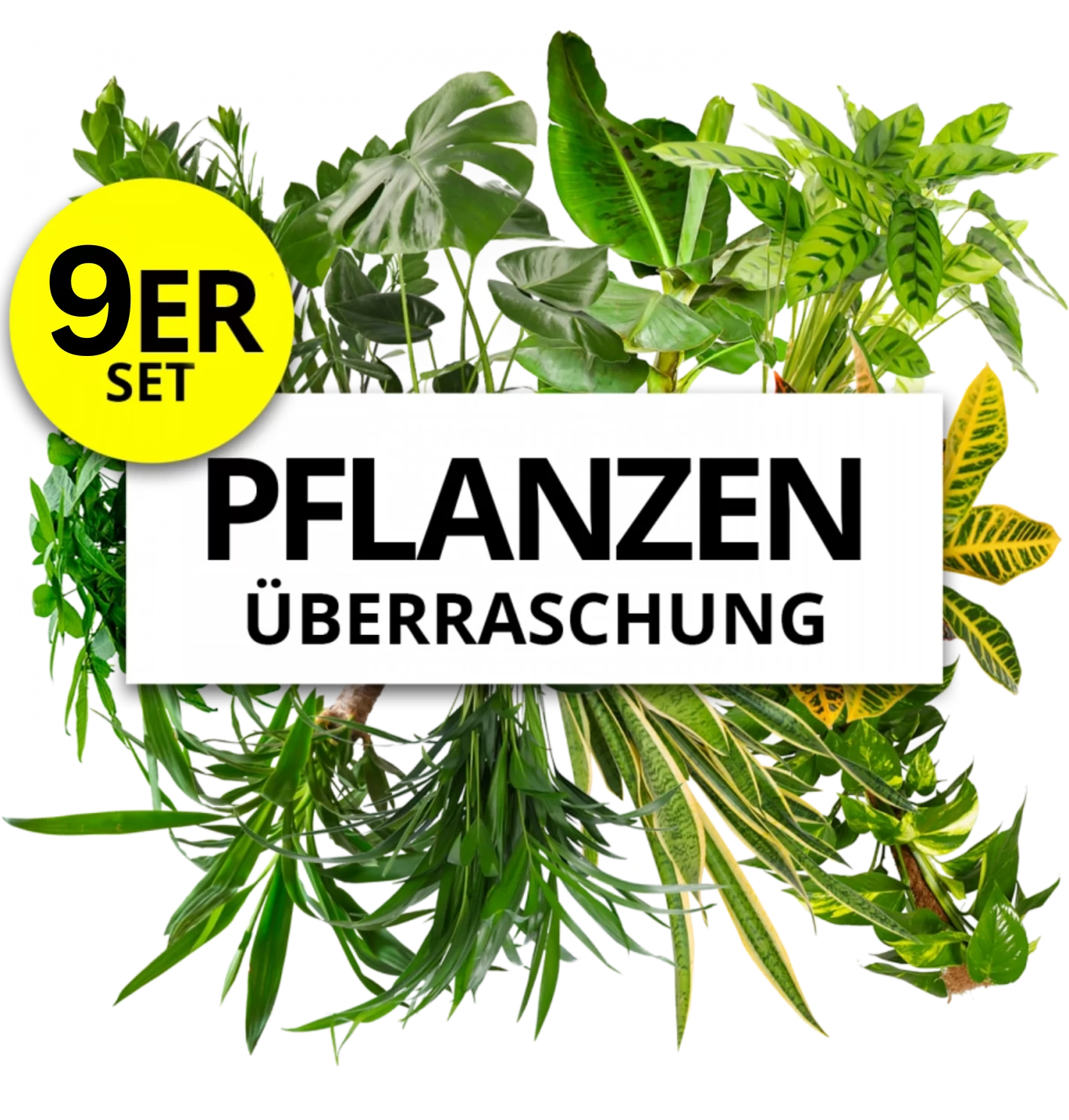9er-Set | Pflanzenüberraschung | +/- 40-70cm | ø 12-15cm Topf