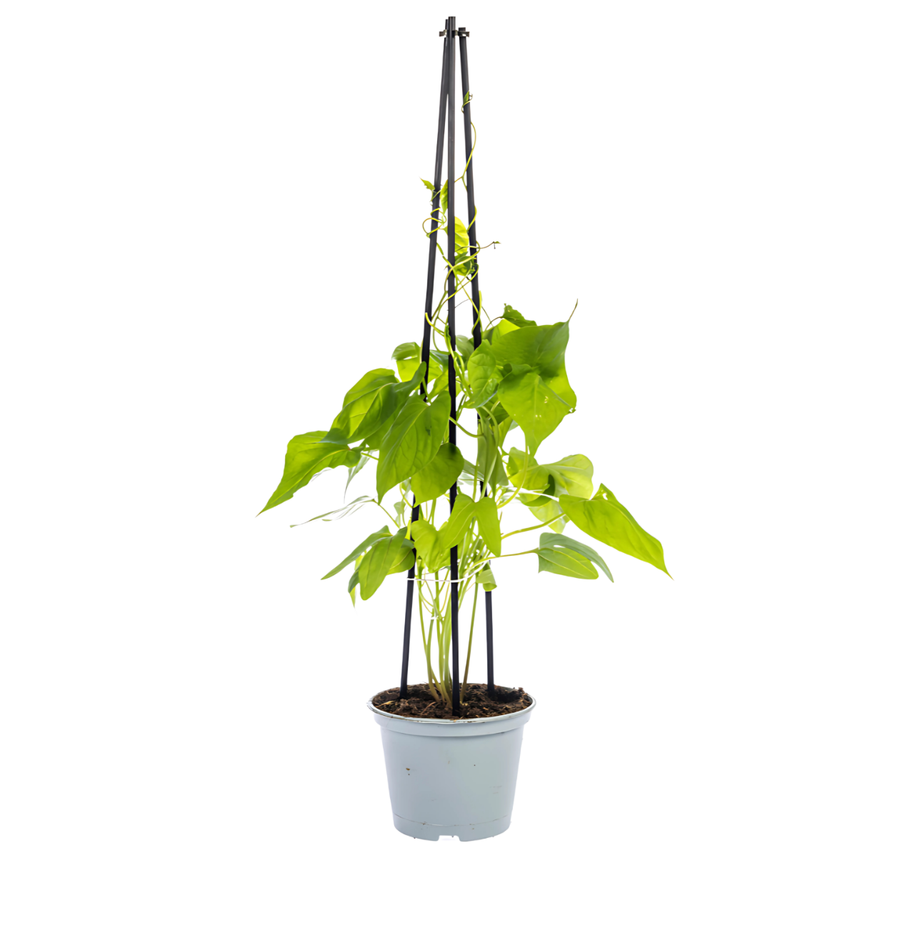 Ipomoea tricolor “Heavenly Blue” (4 Stück) | Prunkwinde | +/- 60cm | ø 13cm