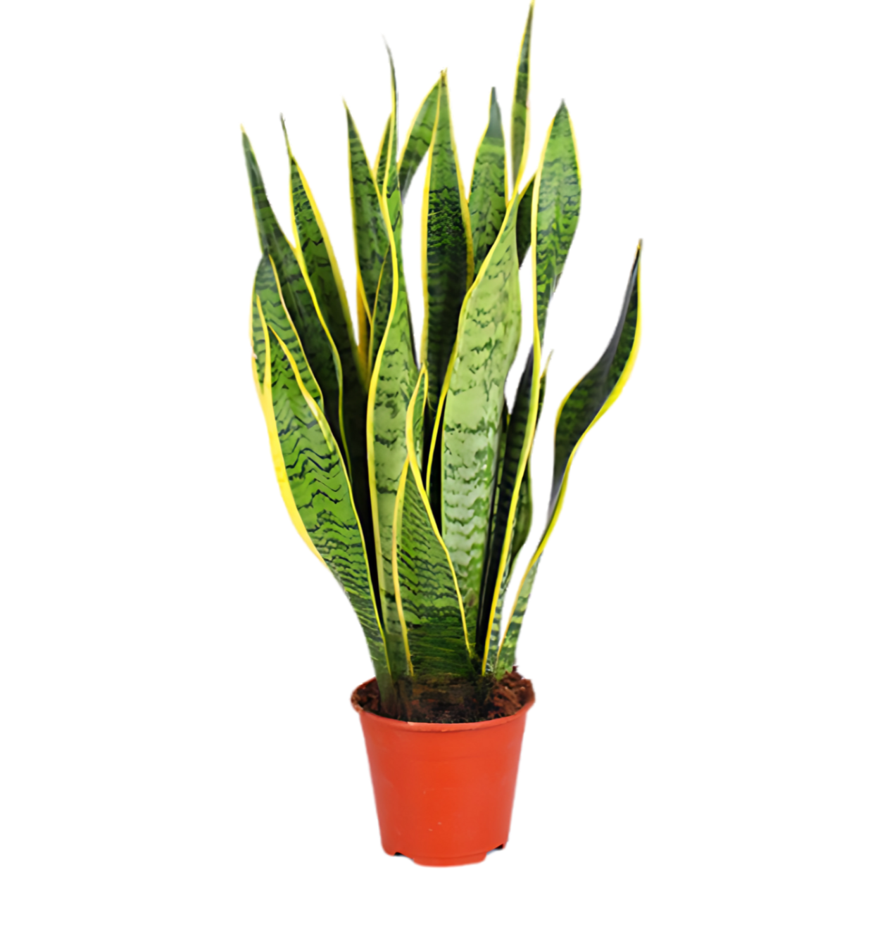 6er-Set “Exotica” | Bananenpflanze | Korbmarante | Affenblatt | Efeutute | Bogenhanf | Monstera | +/- 25-50cm | ø 12-15cm Topf 