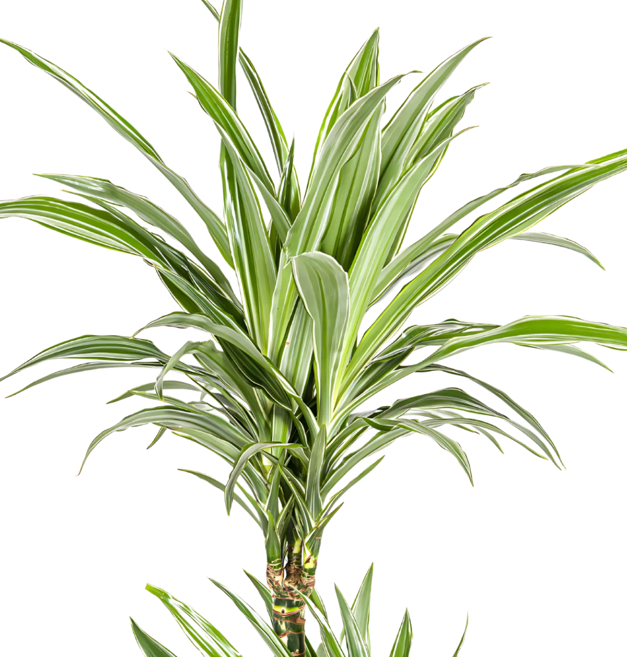 Dracaena Deremensis “White Stripe” | Drachenbaum | +/- 80cm | ø 19cm Topf