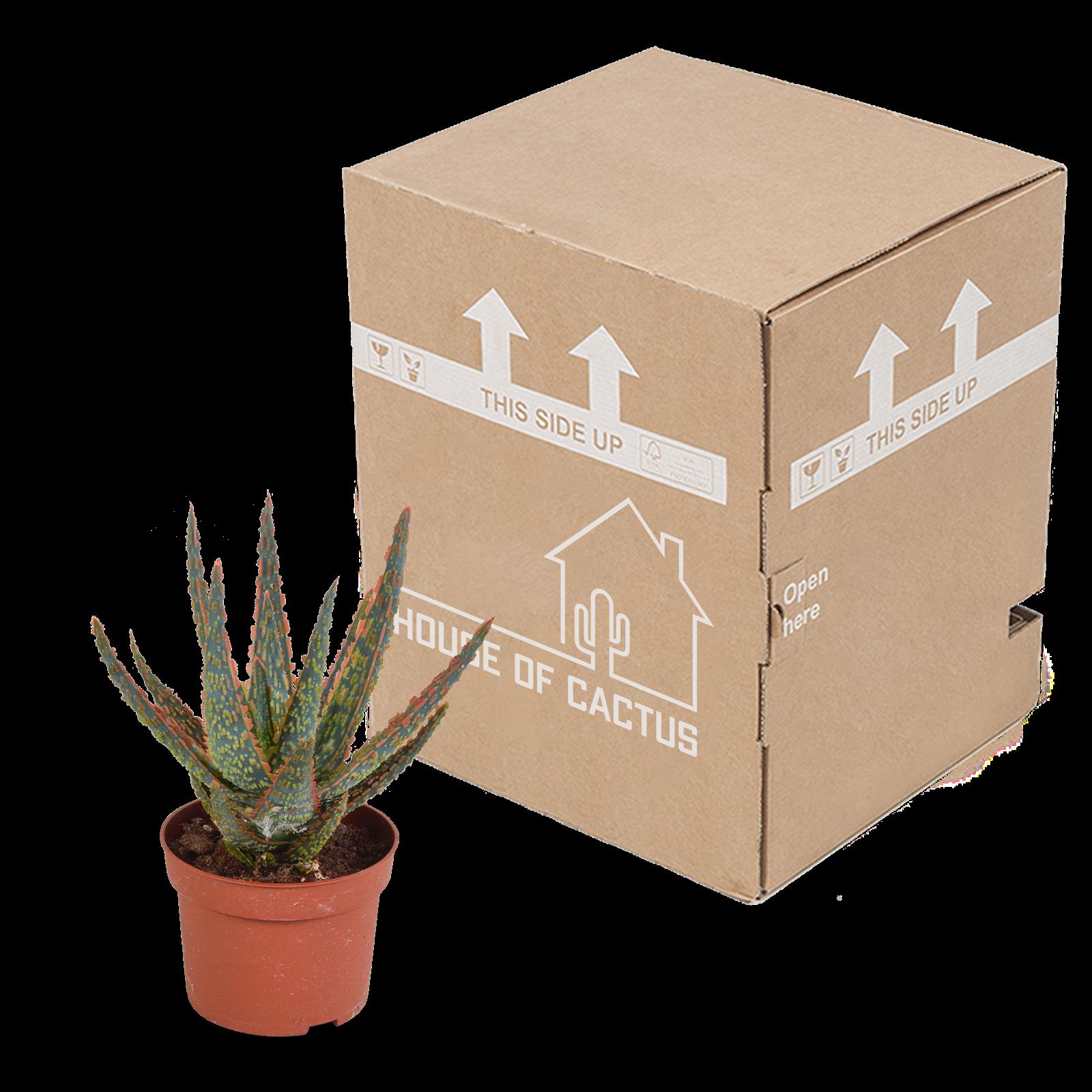 Aloë zebrina Dannyz 10,5cm - zonder pot