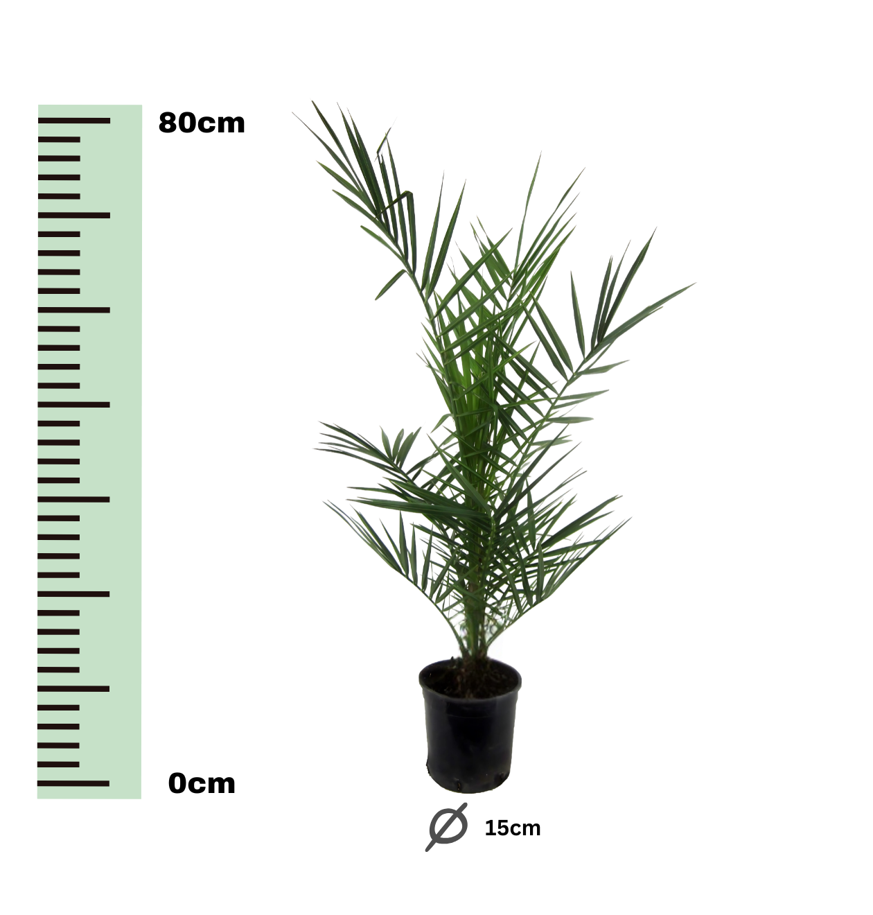 Phoenix Canariensis | Kanarische Dattelpalme | +/- 80cm | ø 15cm Topf