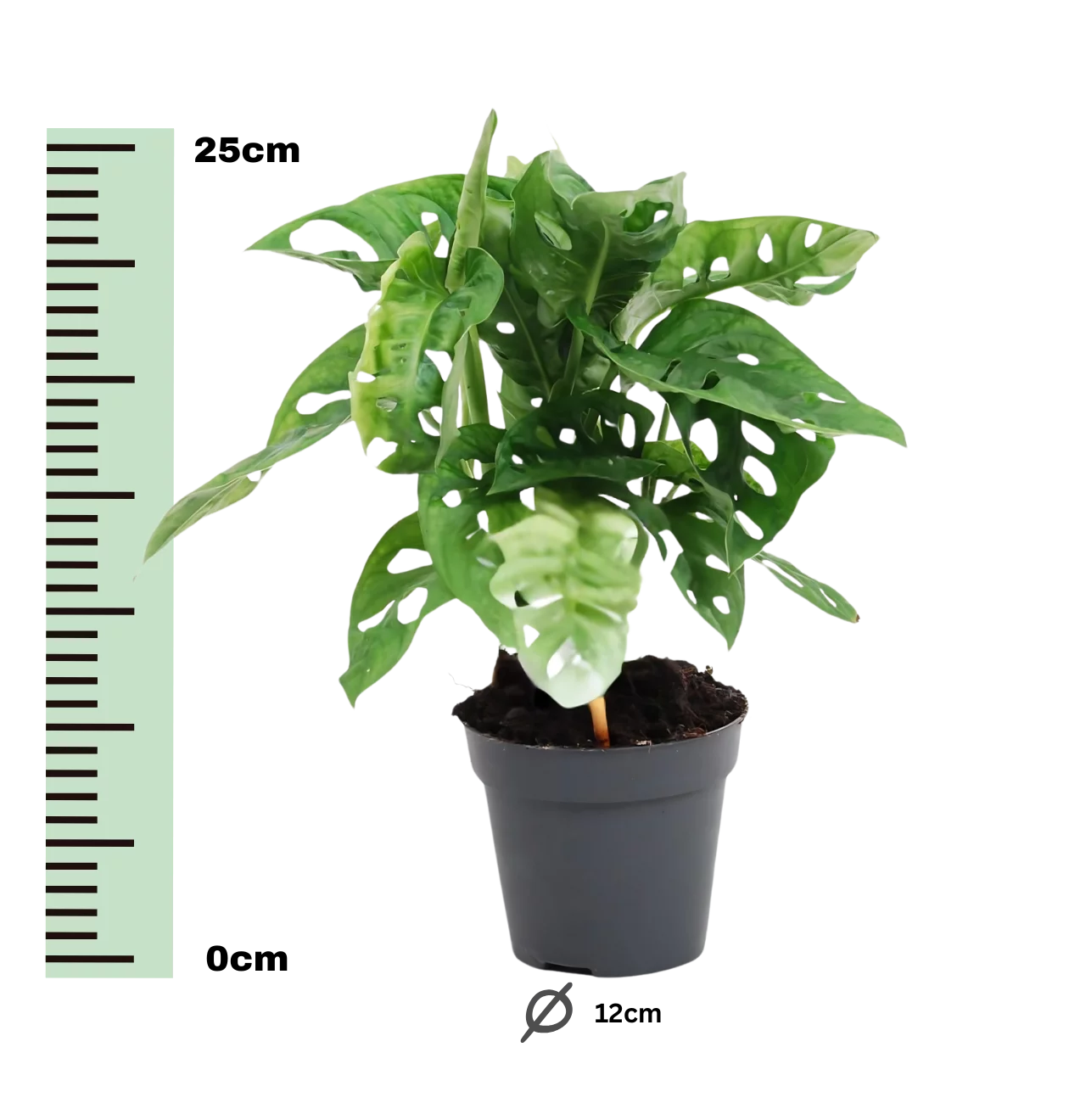 Monstera Monkey Leaf “Obliqua” | Affenblatt | +/- 25cm | ø 12cm Topf