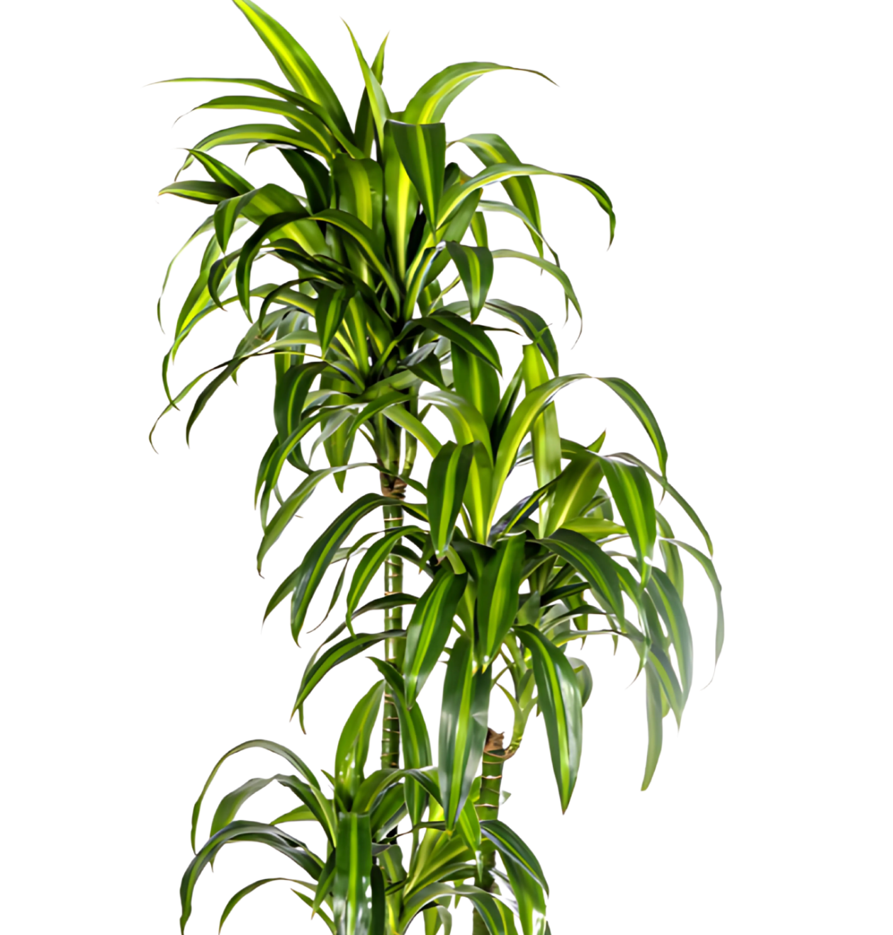 Dracaena Deremensis “Hawaiian Sunshine” | Drachenbaum | +/- 180cm | ø 27cm Topf