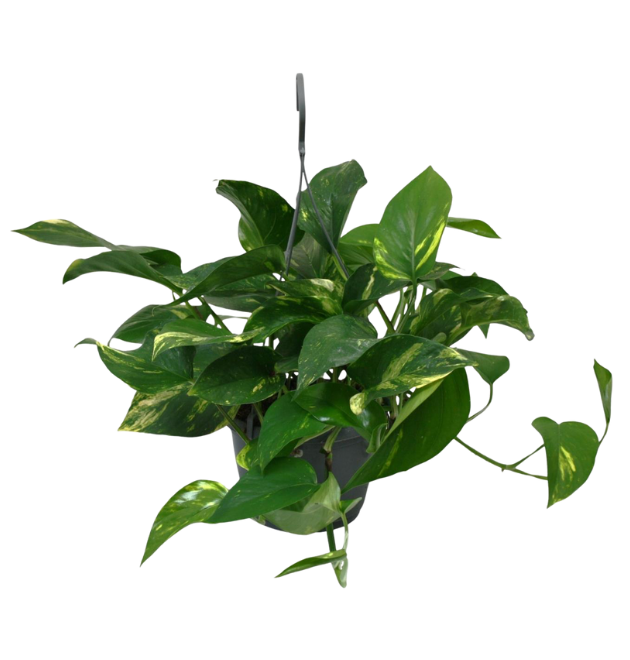 2er-Set Efeutute | Epipremnum aureum | +/- 30-35cm | ø 12-15cm Topf 