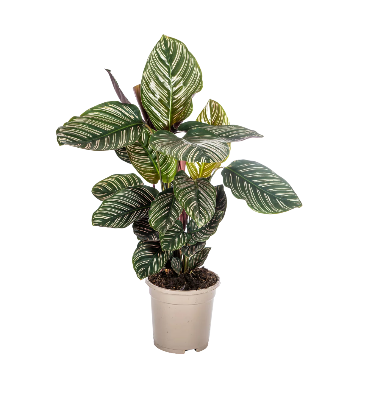 Calathea Ornata “Sanderiana” | Korbmarante | +/- 45cm | ø 17cm Topf