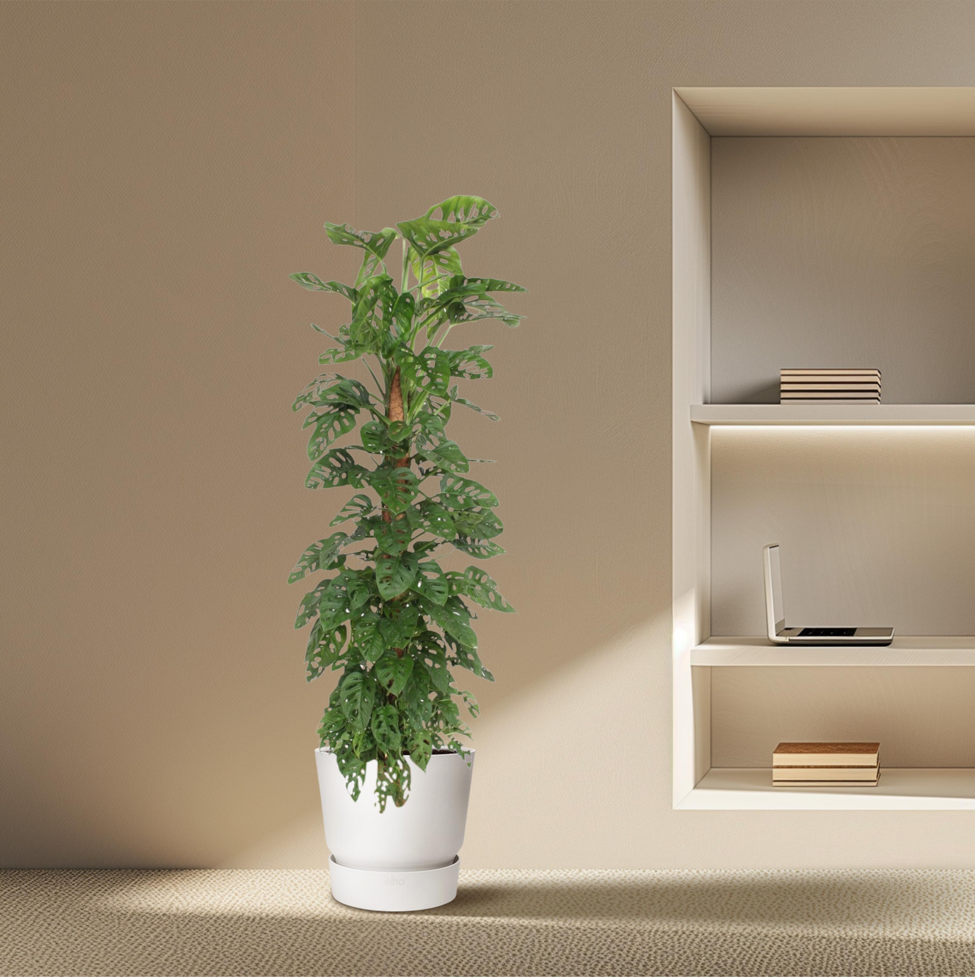 Monstera “Monkey Leaf” mit Moosstab | Affenblatt | +/- 180cm | ø 27cm Topf