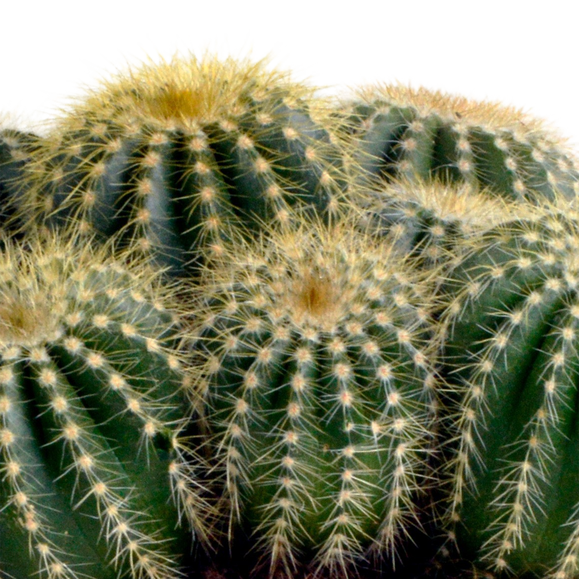 Eriocactus warasii 12cm