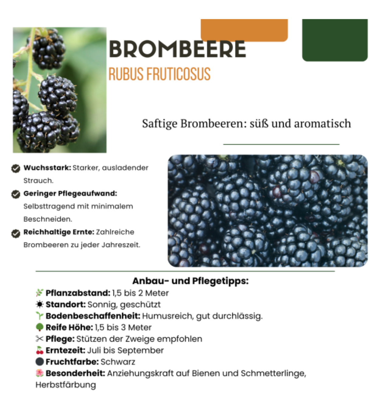 Bio Brombeerpflanzen (3 Stück) | +/- 20 cm | ø 13 cm
