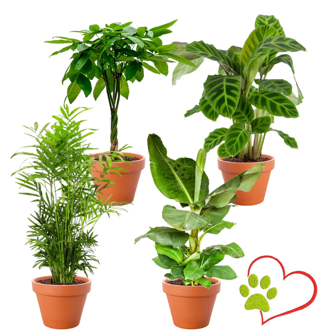 4er-Set "Tierfreund" | Bergpalme | Glückskastanie | Bananenpflanze | Korbmarante | +/- 30-60cm | ø 12-15cm Topf