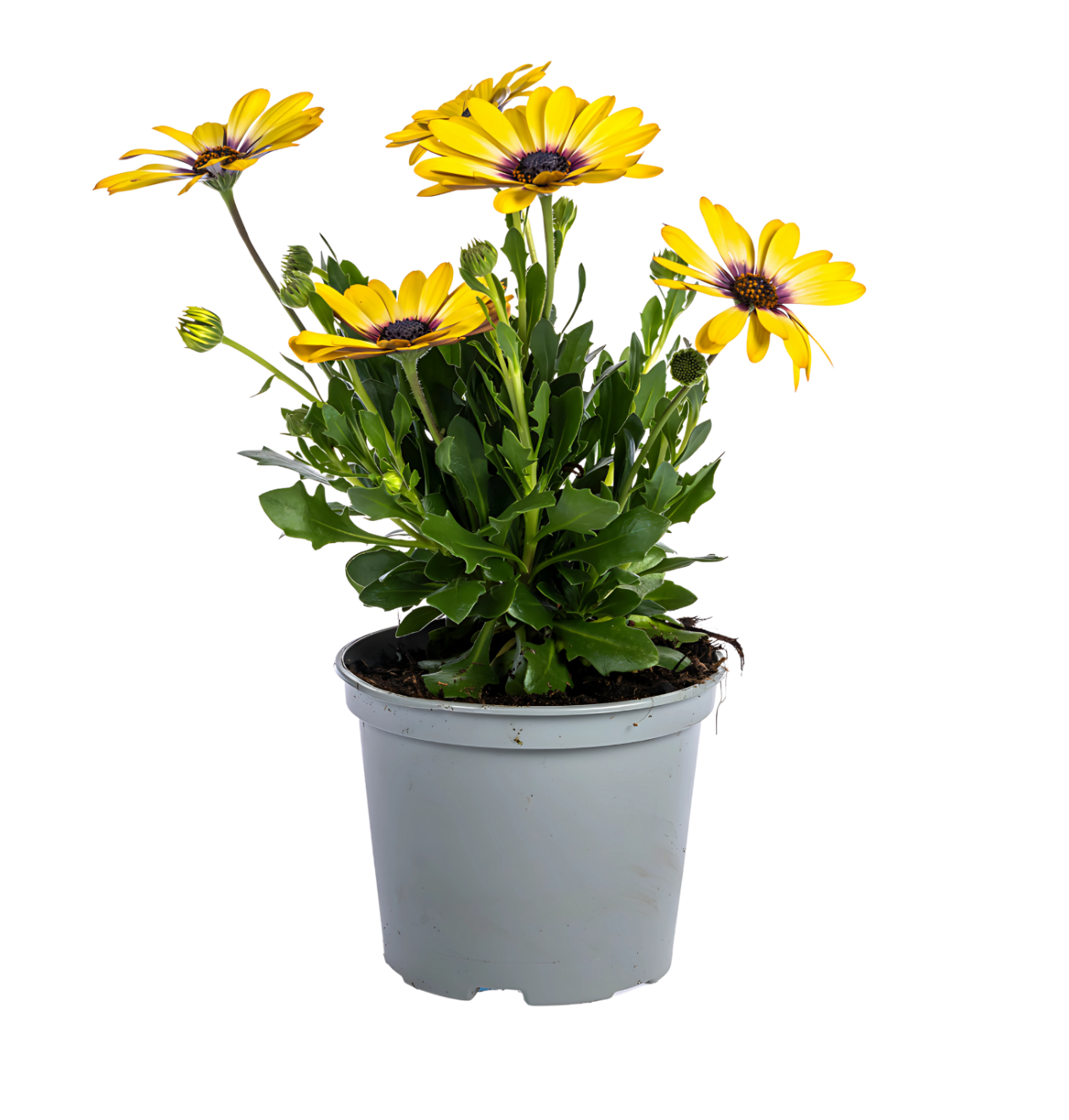 Osteospermum ecklonis “Gelb” (8 Stück) | Kapmargerite | +/- 20cm | ø 12cm
