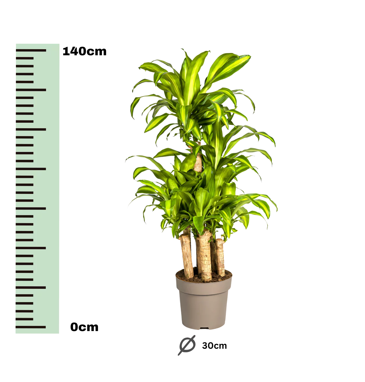 Dracaena Fragrans “Massangeana Karussell” | Drachenbaum | +/- 140cm | ø 30cm Topf