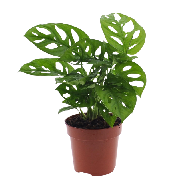 2er-Set Monstera “Monkey Leaf” | Affenblatt | +/- 25-30cm | ø 12-15cm Topf 