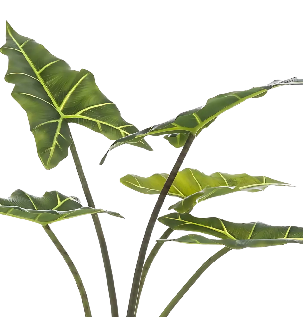 Künstliche Alocasia “Frydek” | Elefantenohr | +/- 80cm | ø 12cm Topf