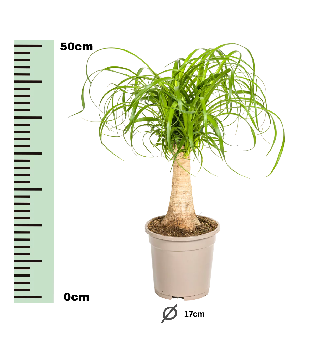 Beaucarnea Recurvata “Stamm” | Elefantenfuß | +/- 50cm | ø 17cm Topf