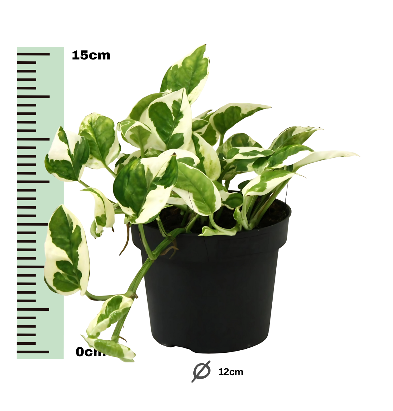 Scindapsus Epipremnum “N’Joy” | Efeutute | +/- 15cm | ø 12cm Topf