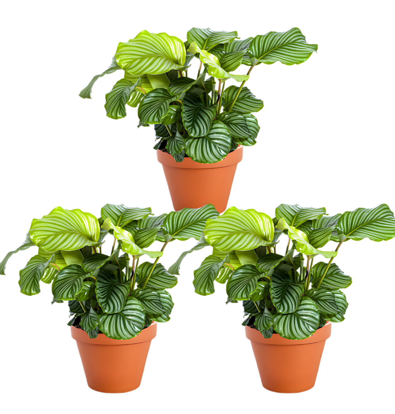 3er-Set | Calathea Mix | +/- 40-50cm | ø 12-15cm Topf