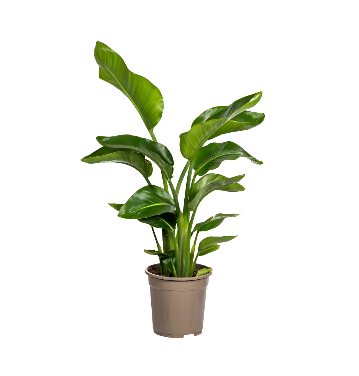 Strelitzia “Nicolai” | Baumstrelitzie | +/- 80-90cm | ø 21cm Topf
