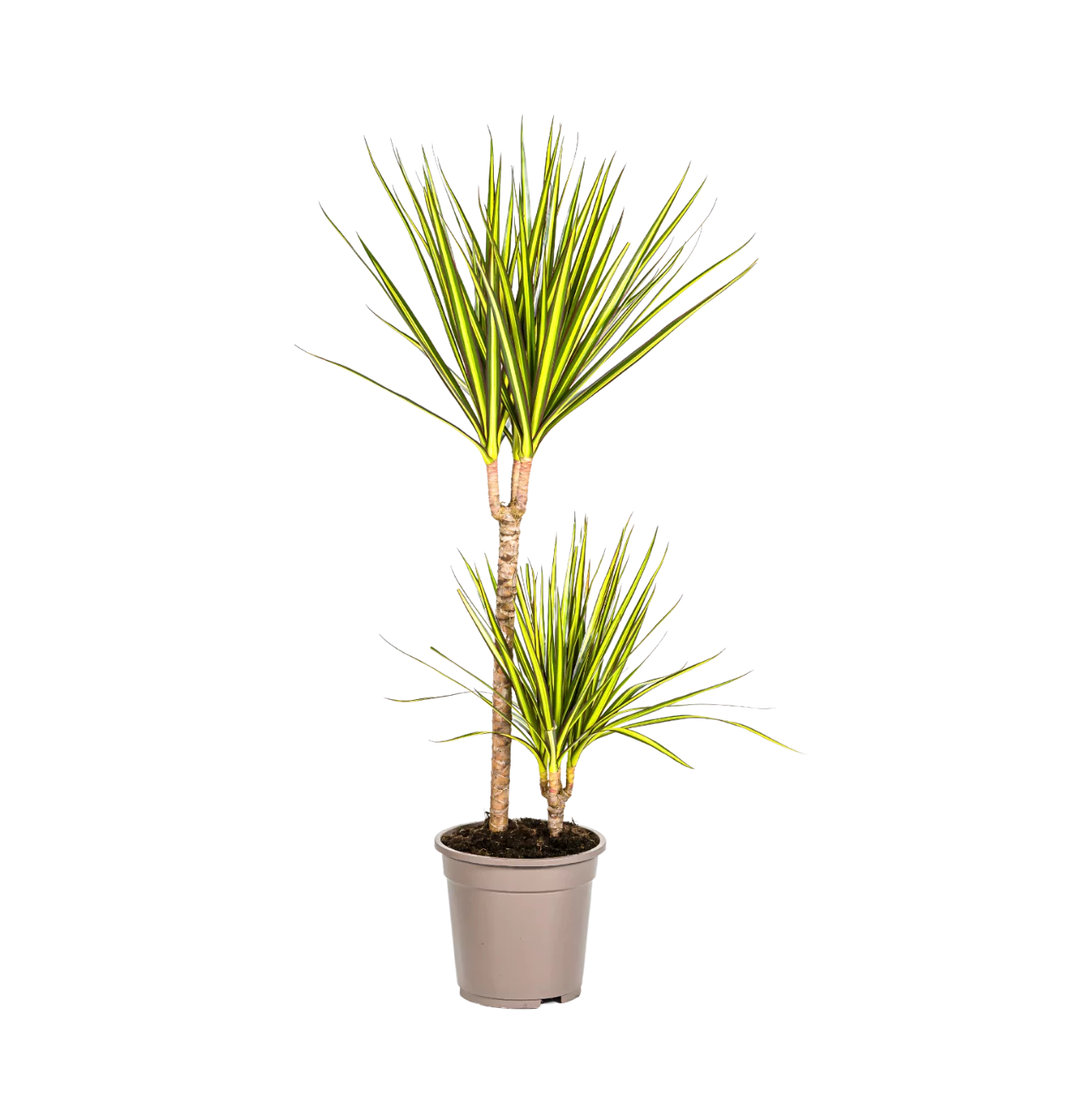 Dracaena Marginata “Sunray” | Drachenbaum | +/- 80-100cm | ø 19cm Topf