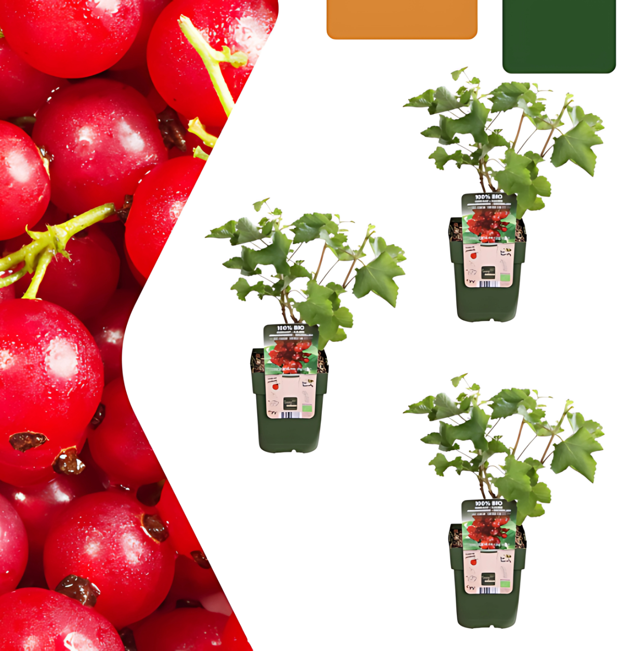 Bio Johannisbeerpflanzen (3 Stück) | +/- 20 cm | ø 13 cm
