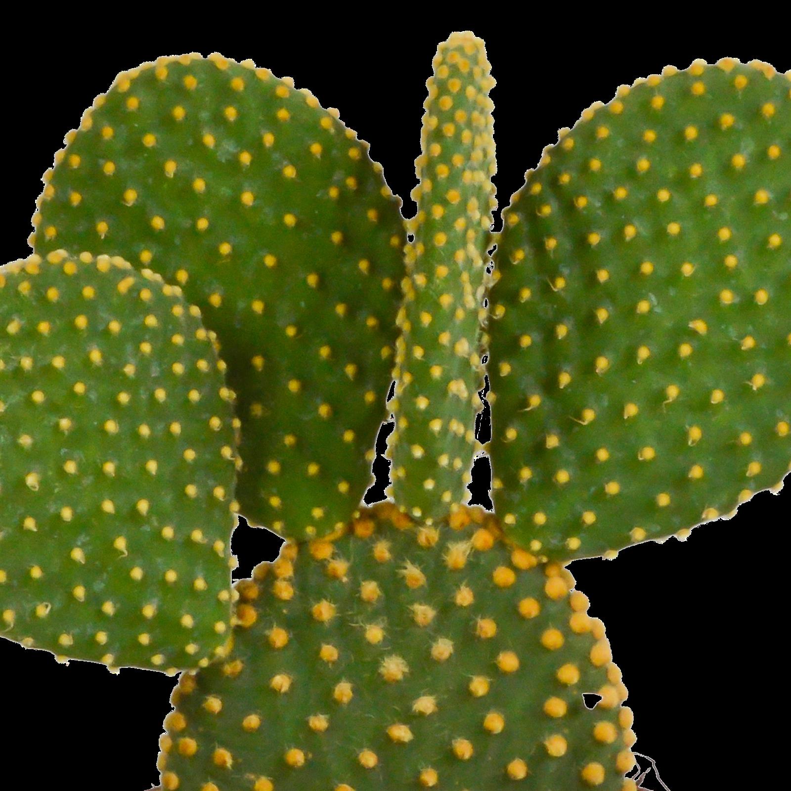 Opuntia microdasys - 12cm - zonder pot