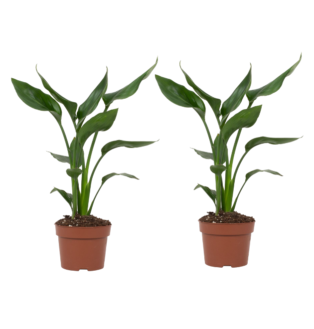 2er-Set Strelitzia | Paradiesvogelblume | +/- 50-60cm | ø 12-15cm Topf 