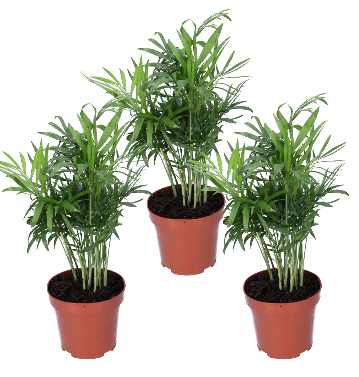 3er-Set | Bergpalme | Chamaedorea elegans | +/- 40-45cm | ø 12-15cm Topf 