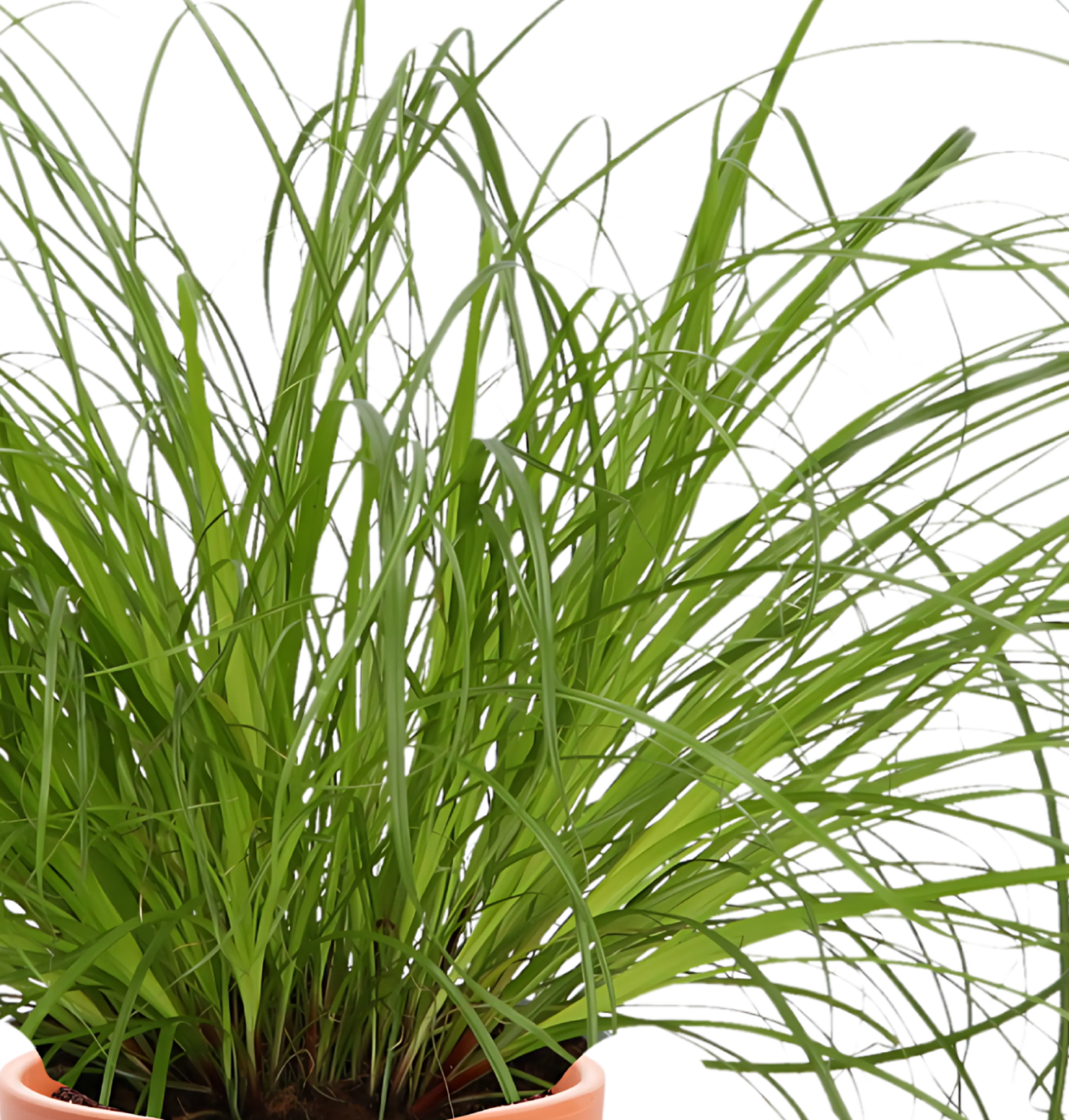 7er-Set | Katzengras | +/- 20-30cm | ø 12-15cm Topf