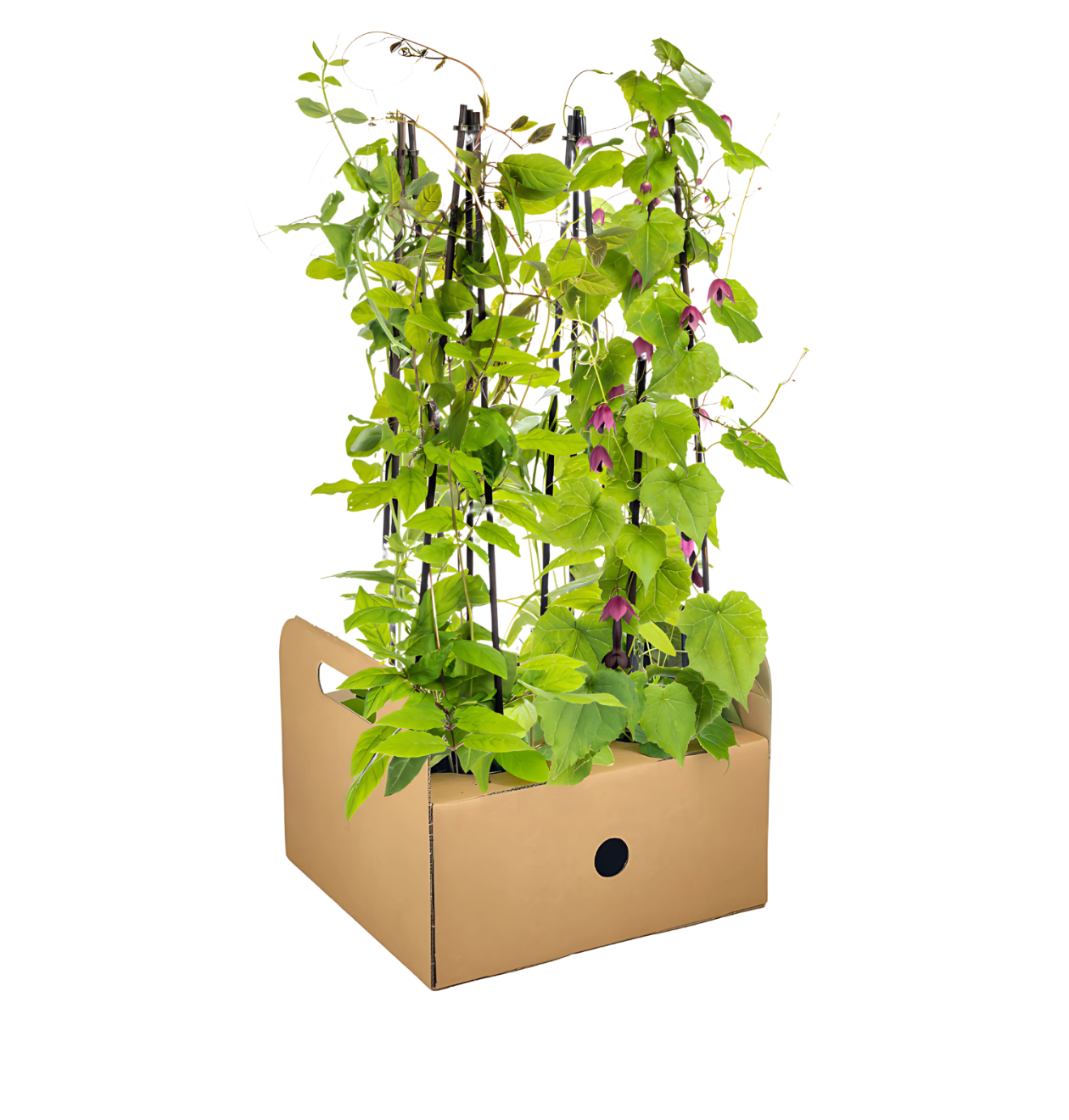 4er-Set | Lathyrus odoratus | Ipomoea tricolor | Cobea scandens | Rhodochiton atrosanguineum | +/- 60cm | ø 13cm