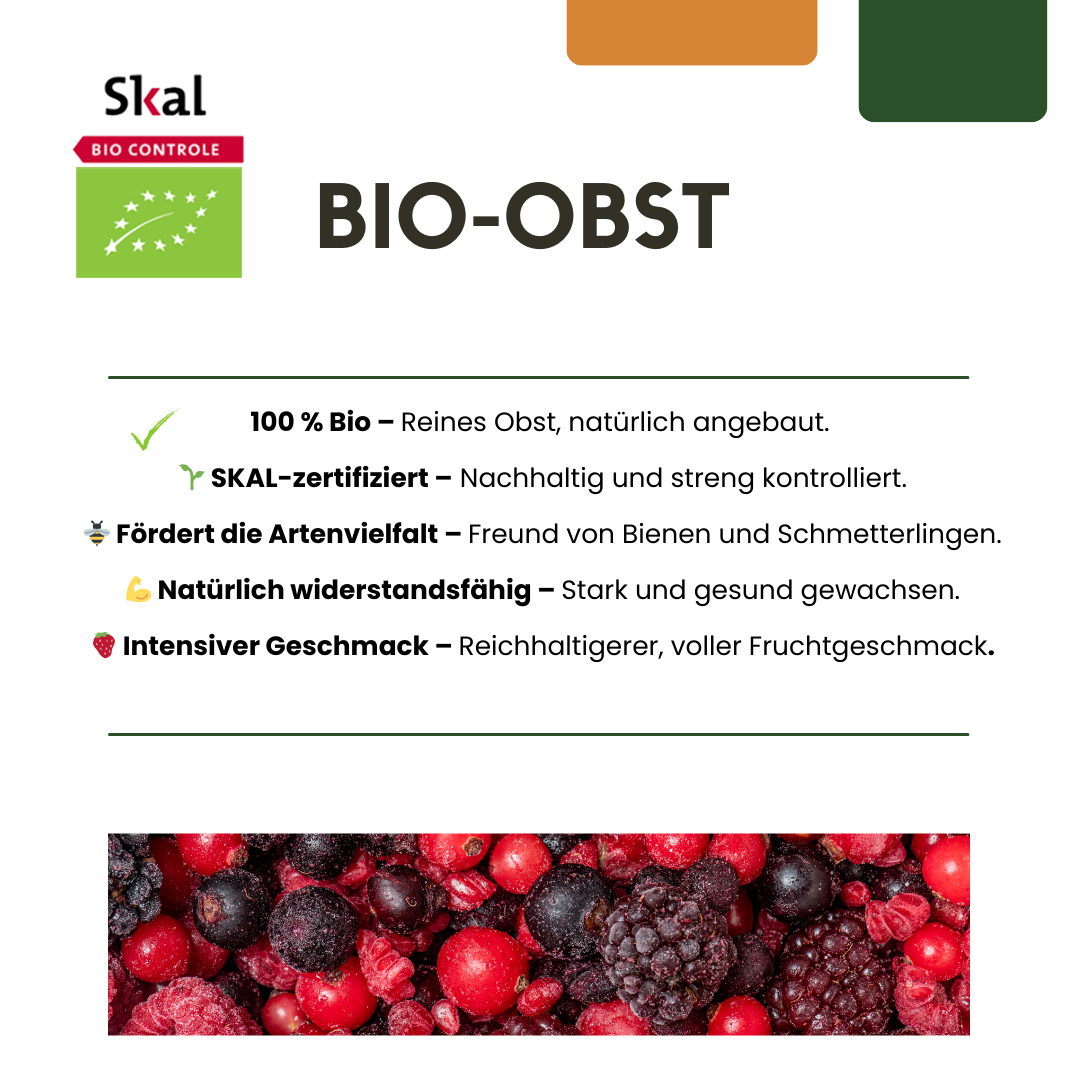 3 x Biologische kiwiplanten - Ø 13 cm - ↨ 20 cm