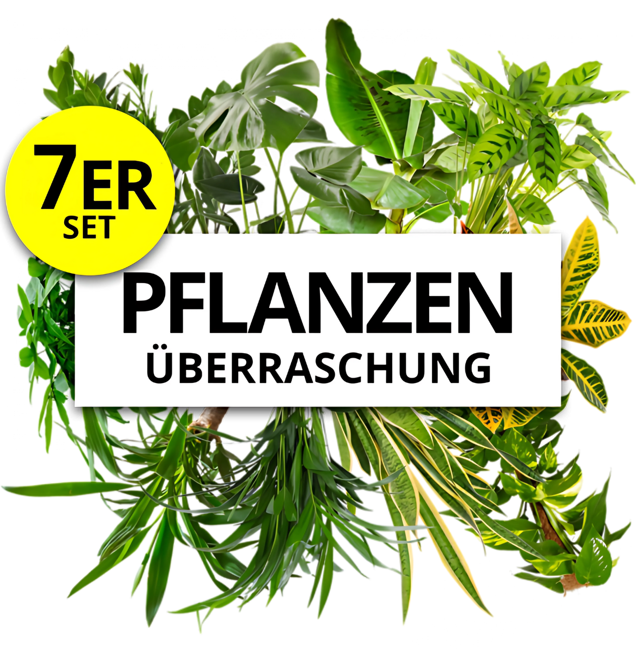 7er-Set | Pflanzenüberraschung | +/- 40-70cm | ø 12-15cm Topf
