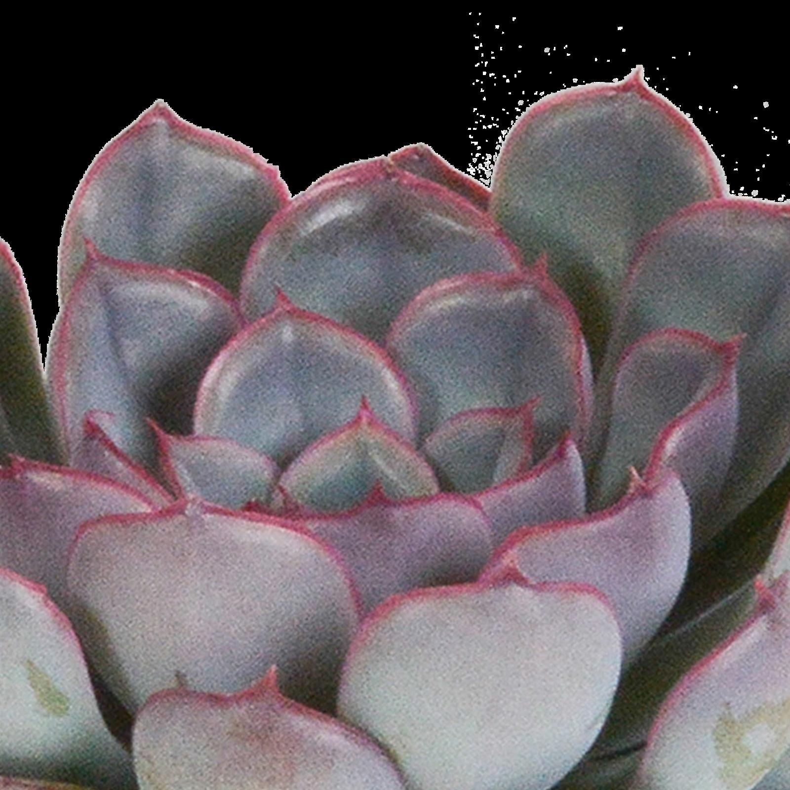 Echeveria mix 8.5 cm - 3x - zonder pot