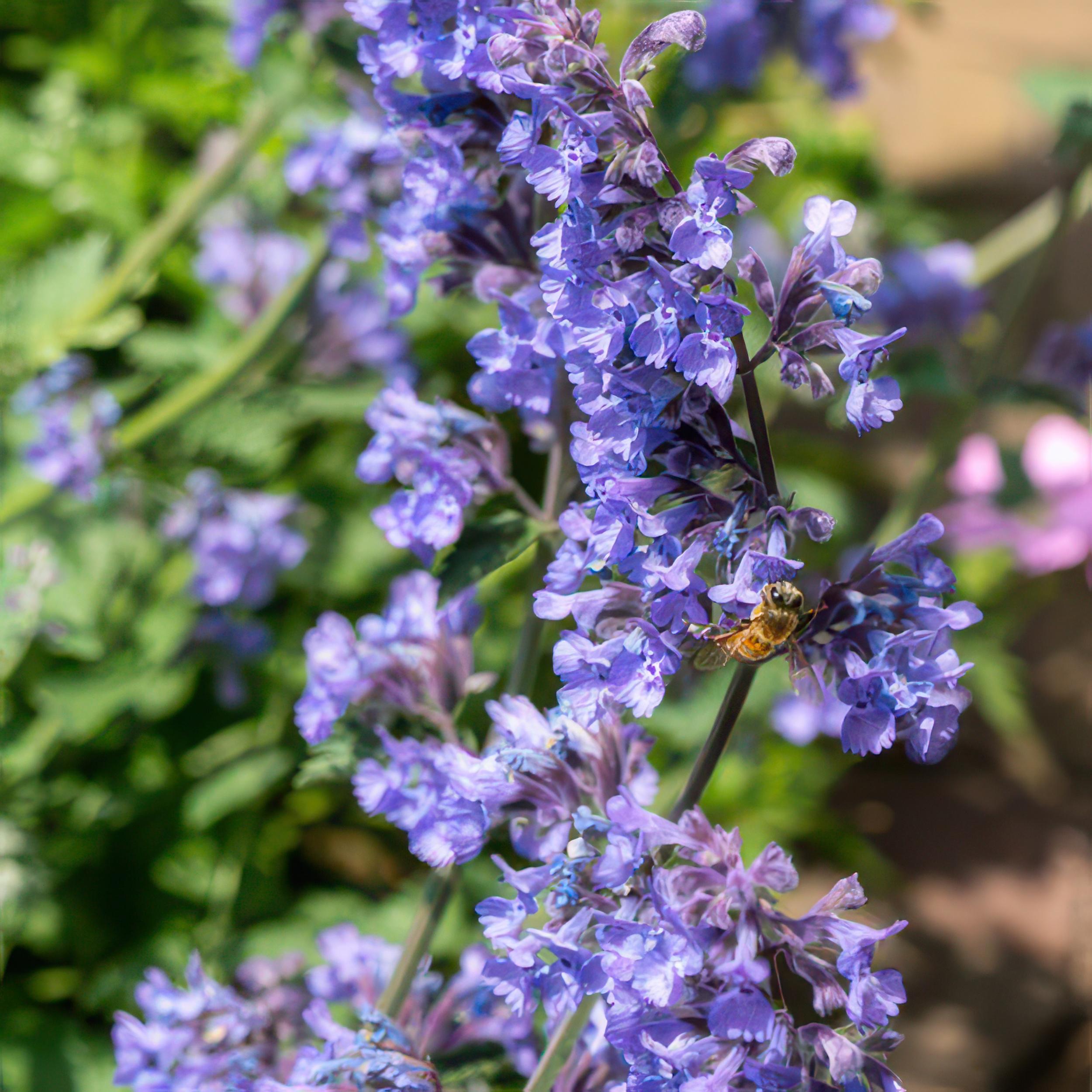 6x Nepeta 'Six Hills Giant' - ↕10-25cm - Ø9cm