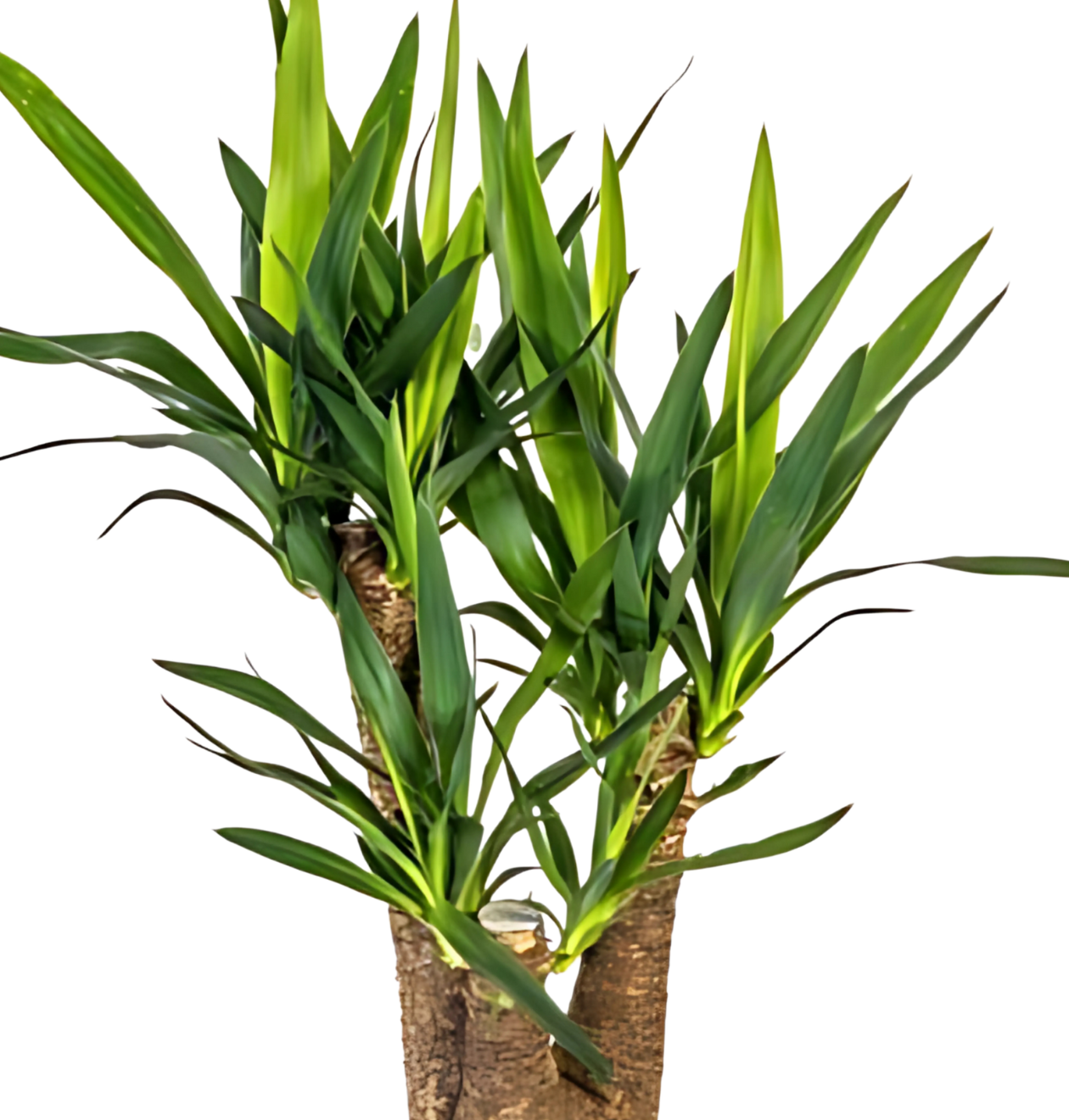 Yucca Elephantipes | Palmlilie | +/- 65cm | ø 21cm Topf