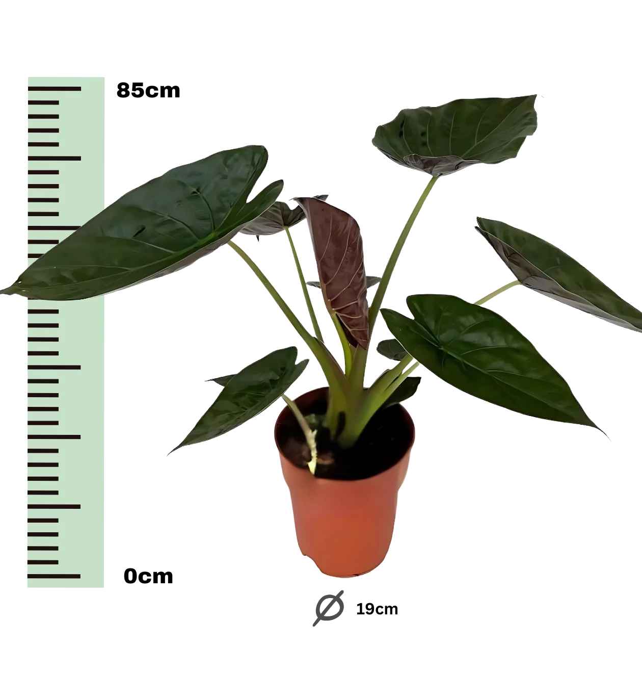 Alocasia “Wentii” | Elefantenohr | +/- 85cm | ø 19cm Topf