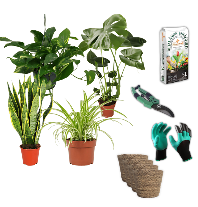 EasyCare Starter Set | 4er-Set + Zubehör | Monstera | Bogenhanf | Efeutute | Grünlilie | +/- 30-60cm | ø 12-15cm Topf