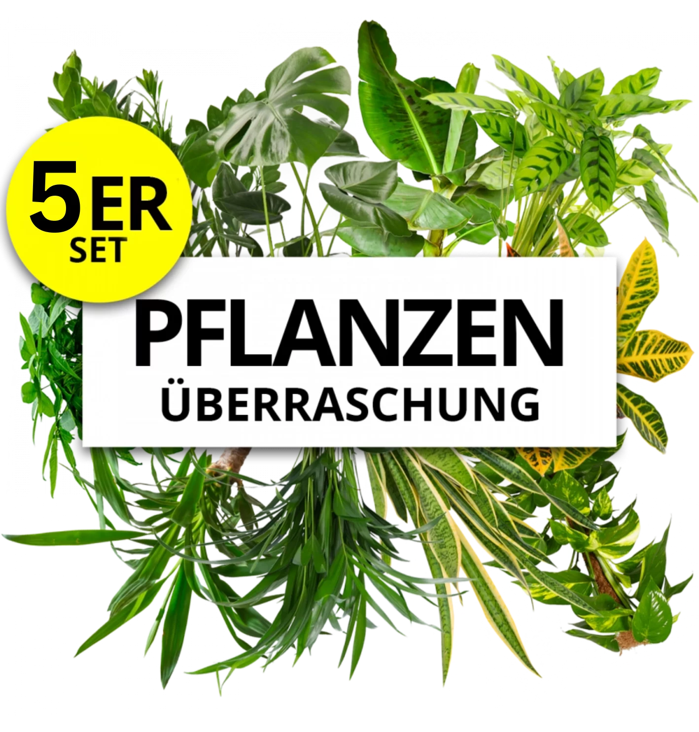 5er-Set | Pflanzenüberraschung | +/- 40-70cm | ø 12-15cm Topf