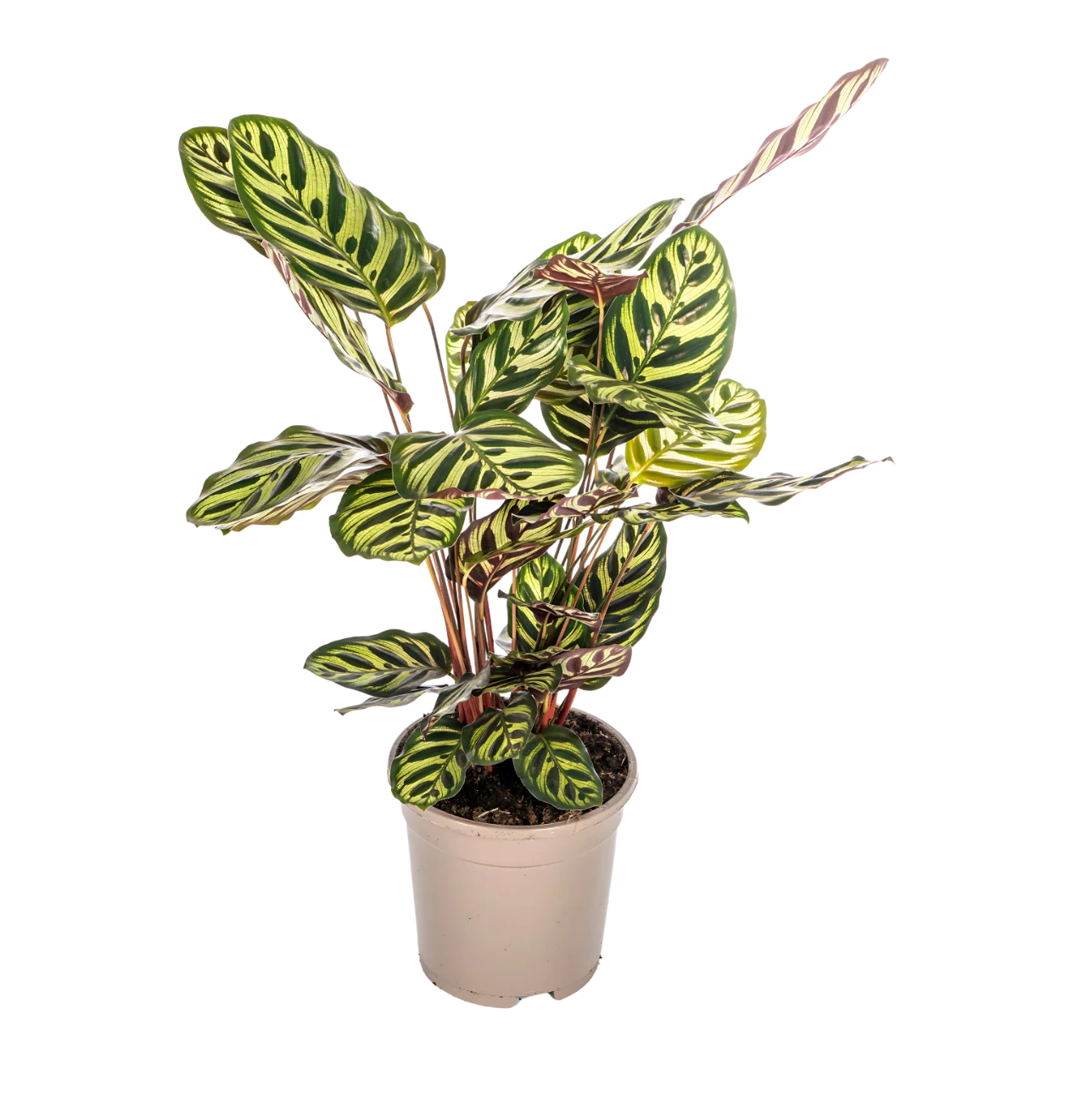 Calathea “Makoyana” | Korbmarante | +/- 45cm | ø 17cm Topf