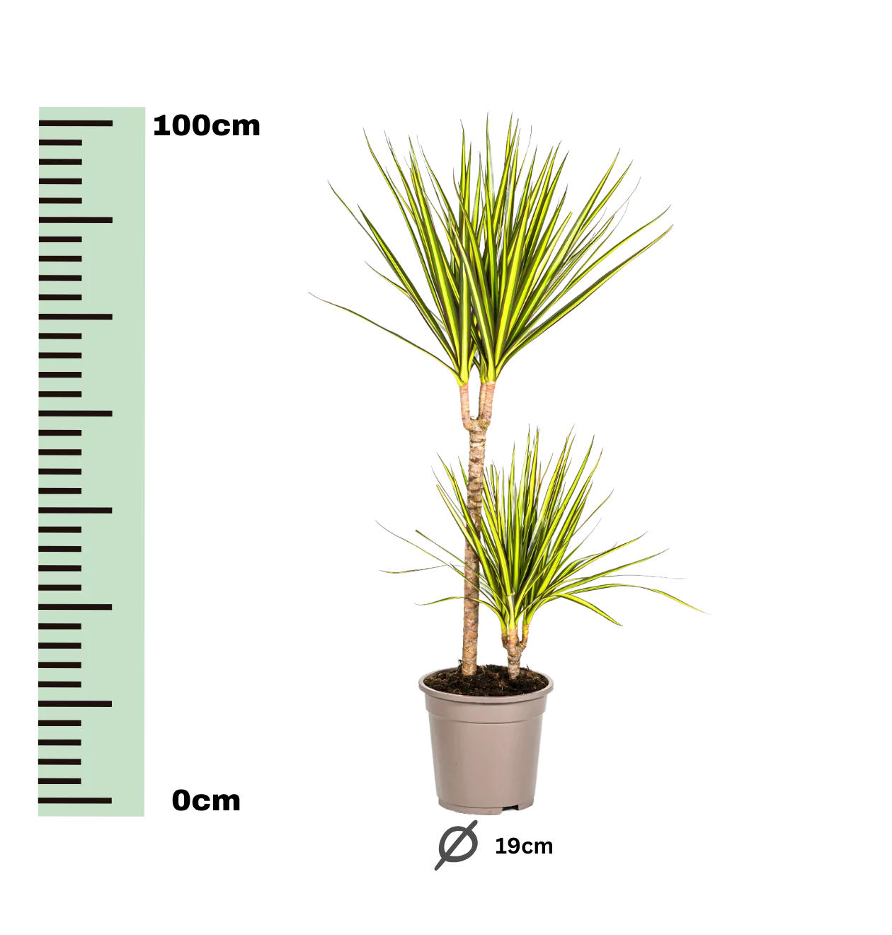 Dracaena Marginata “Sunray” | Drachenbaum | +/- 80-100cm | ø 19cm Topf